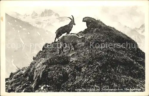 Steinbock Schweiz Hochgebirge Kat. Tiere