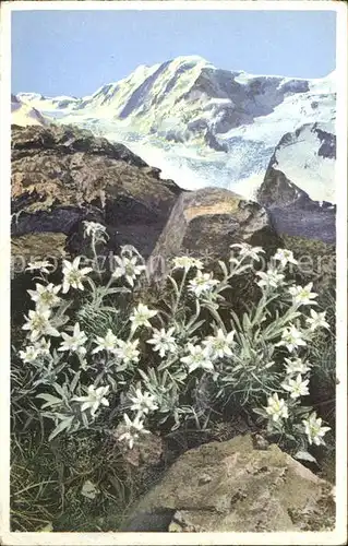 Edelweiss Gornergrat Kat. Pflanzen