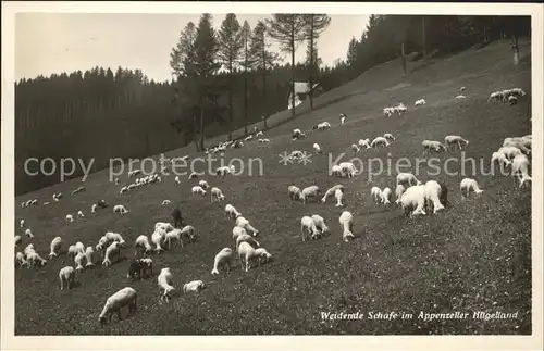 Schafe Appenzell Huegelland Weide Kat. Tiere