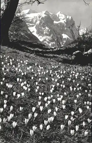 Blumen Krokusse Hasliberg Berner Oberland Wetterhorngruppe Kat. Pflanzen