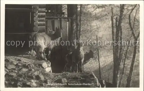 Ziege Alpenwildpark Interlaken Harder Kat. Tiere
