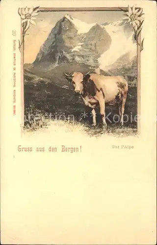 Kuehe Edelweiss Berge Alpen  Kat. Tiere