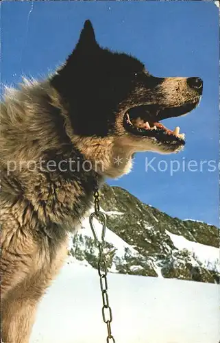 Hunde Polarhund Jungfraujoch Kat. Tiere