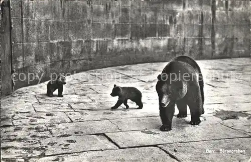 Baeren Bern Baerengraben Kat. Tiere