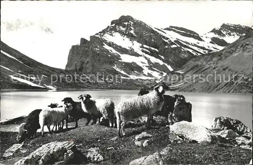 Schafe Gemmipass Schafherde Daubensee  Kat. Tiere