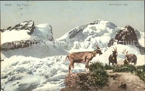 Ziege Alp Berge  Kat. Tiere