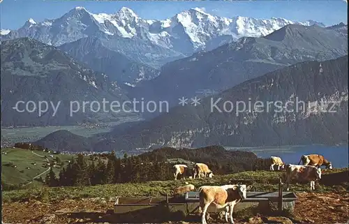 Kuehe Niederhorn Beatenberg Untere Burgfeldalp Thunersee  Kat. Tiere