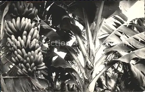 Bananen Plataneras Santa Cruz de Tenerife Kat. Pflanzen