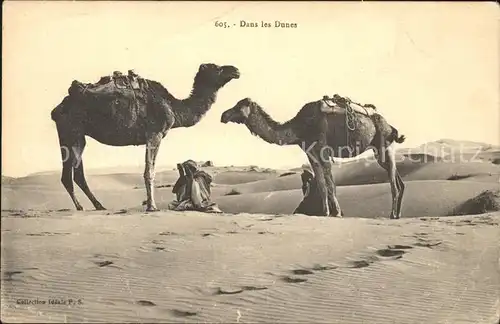 Kamele Dans les Dunes Kat. Tiere