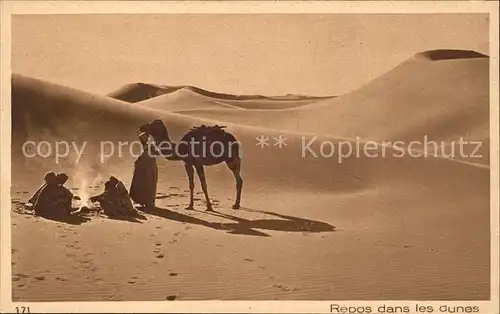 Kamele Repos dans les dunes Kat. Tiere