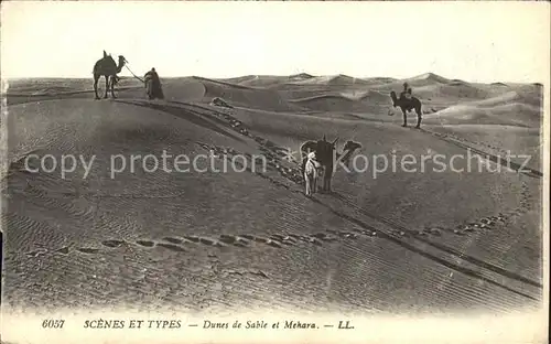 Kamele Scenes et Types Dunes de Sable Mehara  Kat. Tiere