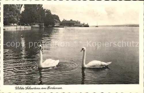 Schwan Schwaene Bodensee  Kat. Tiere