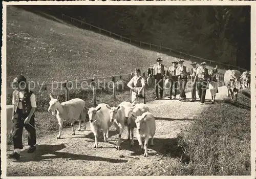 Ziege Kuehe Alp Aufzug Trychle  Kat. Tiere