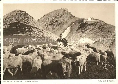 Foto Rechsteiner Emil Serie 10 Nr. 237 Saentis Gasthaus und Observatorium Schafe  Kat. Fotografie