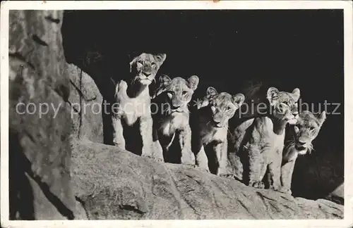 Loewe Carl Hagenbeck s Tierpark Hamburg Stellingen Loewinnen Loewenschlucht  Kat. Tiere