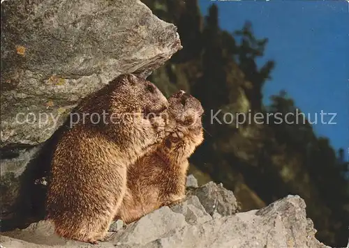 Murmeltier Marmota Marmottes  Kat. Tiere