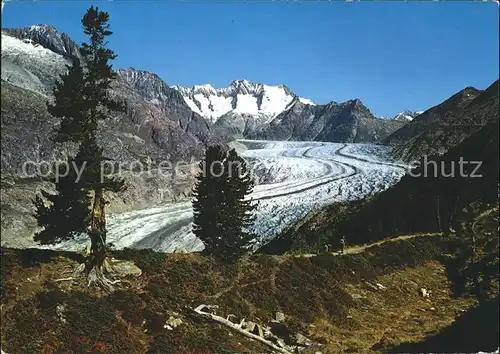 Gletscher Grosse Aletschgletscher Schoenbuehlhorn Wannenhorn Eggishorn  Kat. Berge