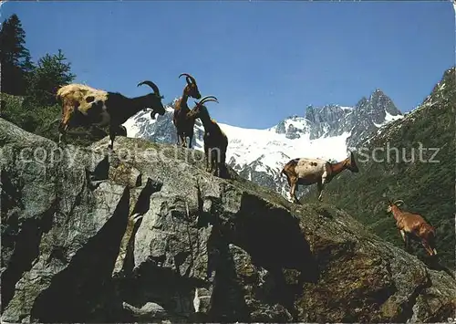 Ziege Ziegen auf der Alp Kat. Tiere