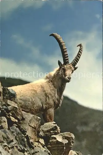 Steinbock Alpensteinbock Pontresina Kat. Tiere