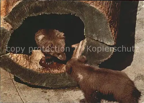 Baeren Bern Baerengraben Kat. Tiere