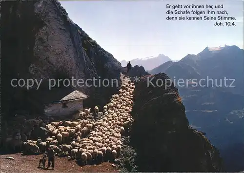 Schafe Hirte Alp  Kat. Tiere