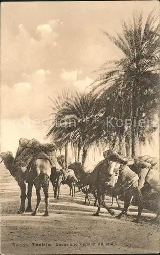 Kamele Tunisie Caravane  Kat. Tiere