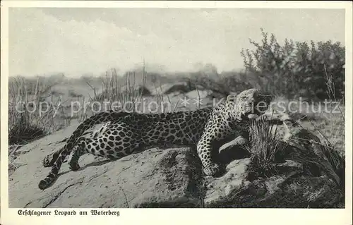 Tiere Leopard Waterberg  Kat. Tiere