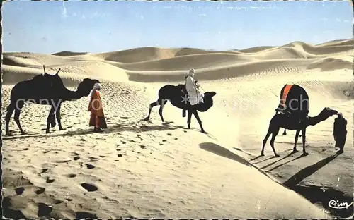 Kamele Bassour dans les Dunes  Kat. Tiere