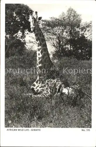 Giraffe Afrika Kat. Tiere