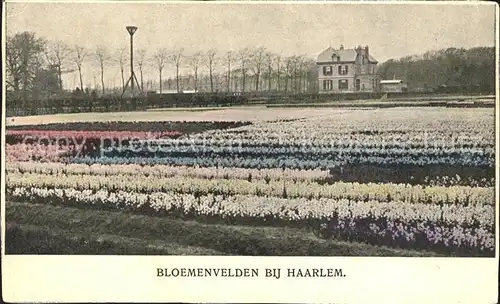 Blumen Bloemenvelden Haarlem Kat. Pflanzen