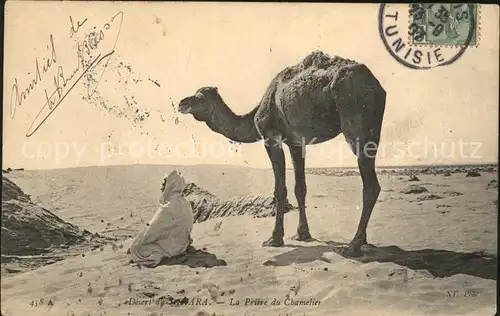 Kamele Priere du Chamelier Desert du Sahara Kat. Tiere