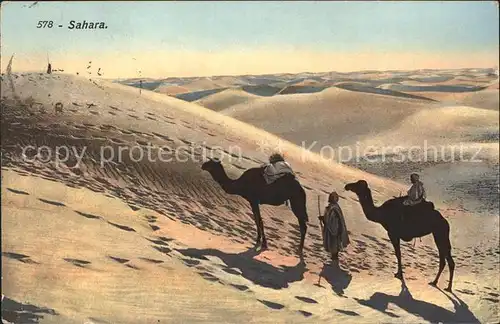 Kamele Sahara Kat. Tiere