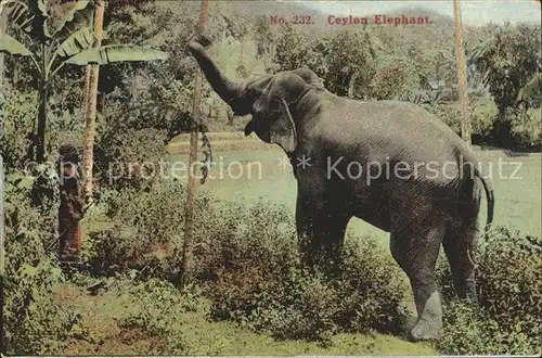 Elefant Ceylon Elephant  Kat. Tiere