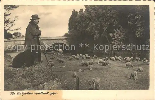 Hirte Schafe Hund Bahnpost Kat. Landwirtschaft