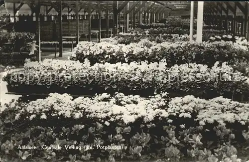 Blumen Aalsmeer Centrale Veiling  Kat. Pflanzen