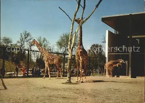 Giraffe Zoo Bundesgartenschau Karlsruhe  Kat. Tiere