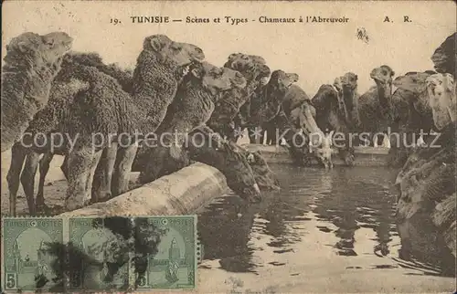 Scenes et Types Nr. 19 Tunisie Chameaux Abreuvoir Kamele Traenke Kat. Typen