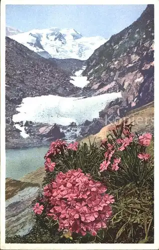 Blumen Gletschernelke Engadin Verlag Photochromie Nr. 1502 Kat. Pflanzen