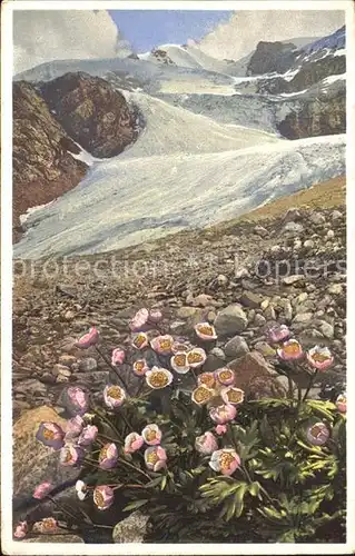 Blumen Gletscher Hahnenfuss Engadin Verlag Photochromie Nr. 1619 Kat. Pflanzen