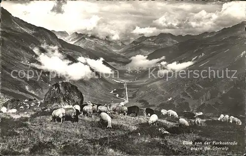 Schafe Furkastrasse Oberalp  Kat. Tiere