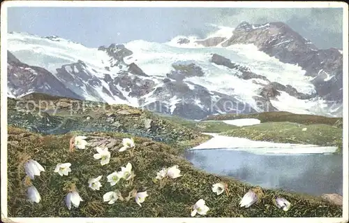 Blumen Fruehlingskuhschelle Pelzanemone Engadin Verlag Photochromie Nr. 1482 Kat. Pflanzen