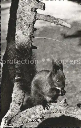 Eichhoernchen Davos  Kat. Tiere