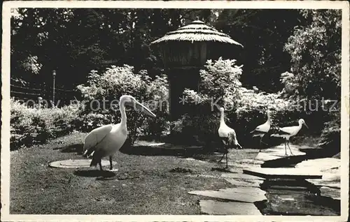 Storch Pelikan Voliere Stadtpark St. Gallen  Kat. Tiere