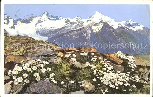 Blumen Alpen Wucherblume Riffelberg Zermatt Kat. Pflanzen