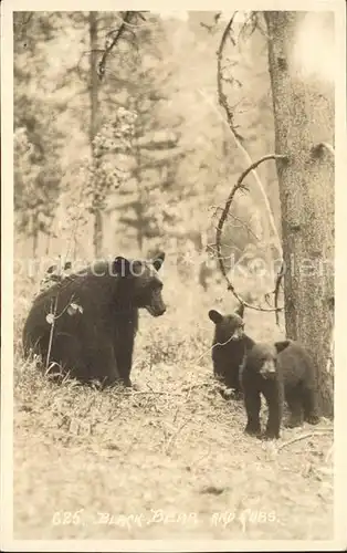 Baeren Wald  Kat. Tiere