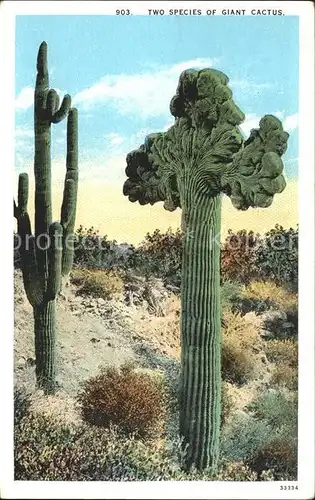 Kakteen Two species of Giant Cactus Kat. Pflanzen
