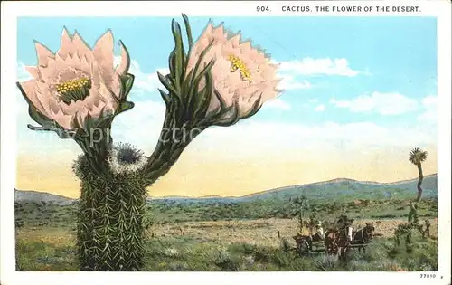 Kakteen Cactus Flower Desert Kat. Pflanzen