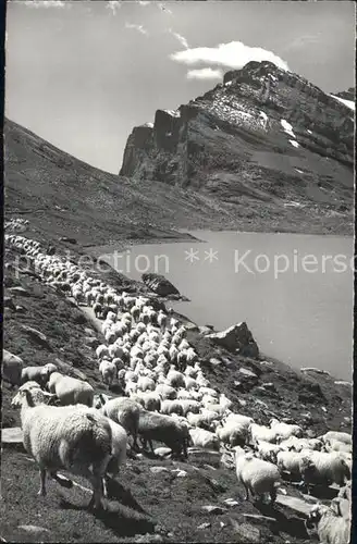 Schafe Schafherde Daubensee Gemmipass Daubenhorn Kat. Tiere