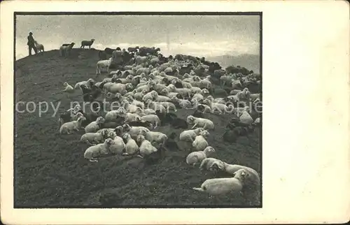 Schafe Herde Hirte  Kat. Tiere