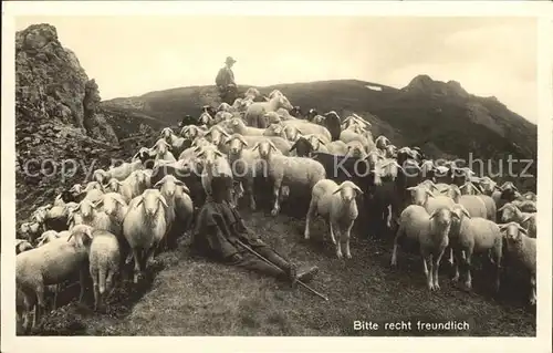 Schafe Schafherde Hirte  Kat. Tiere